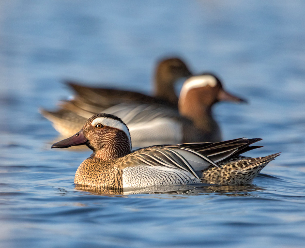 Чирок-трескунок