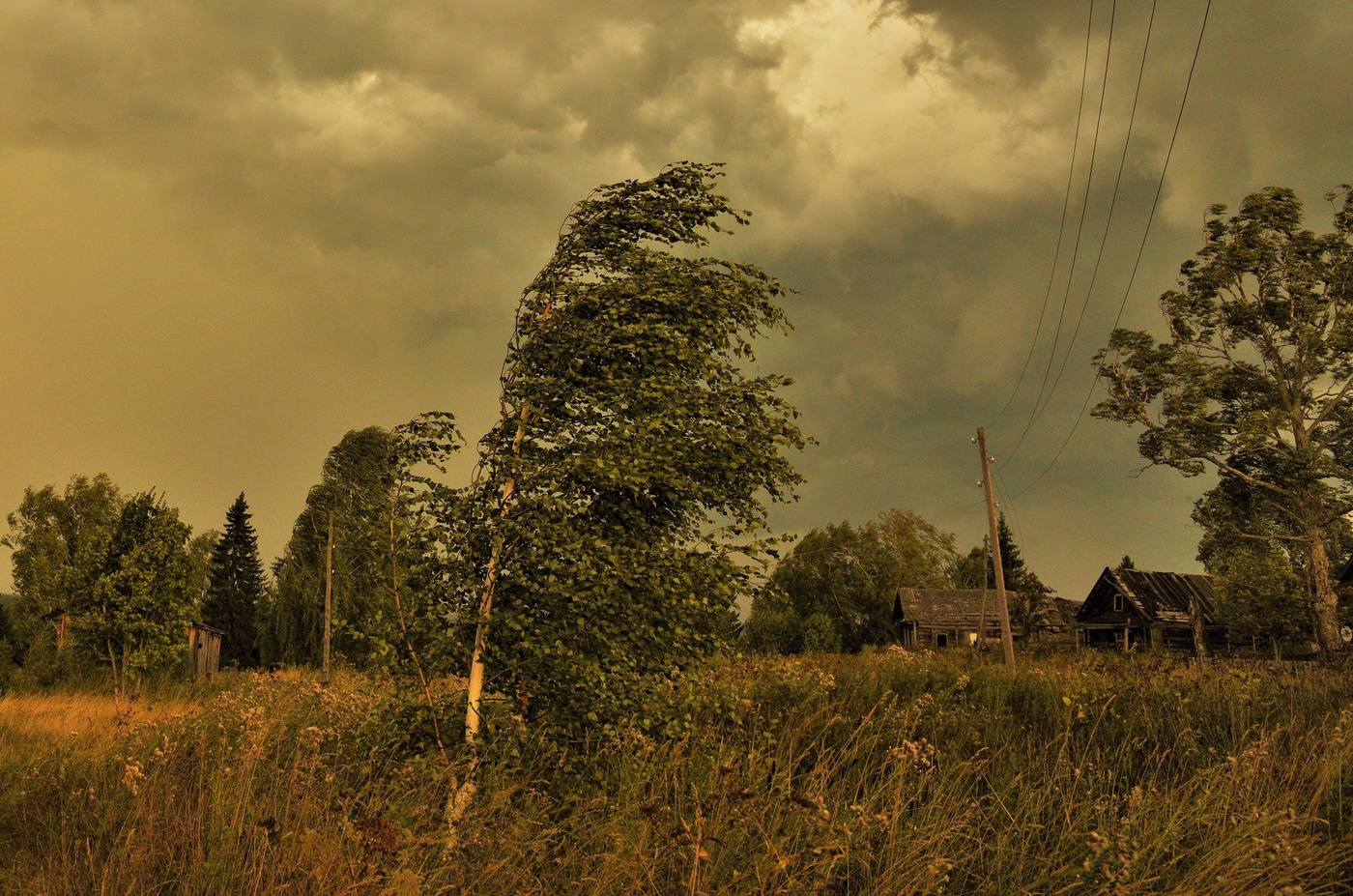 "Деревья ветер гнет и сам шалеет от игры..."