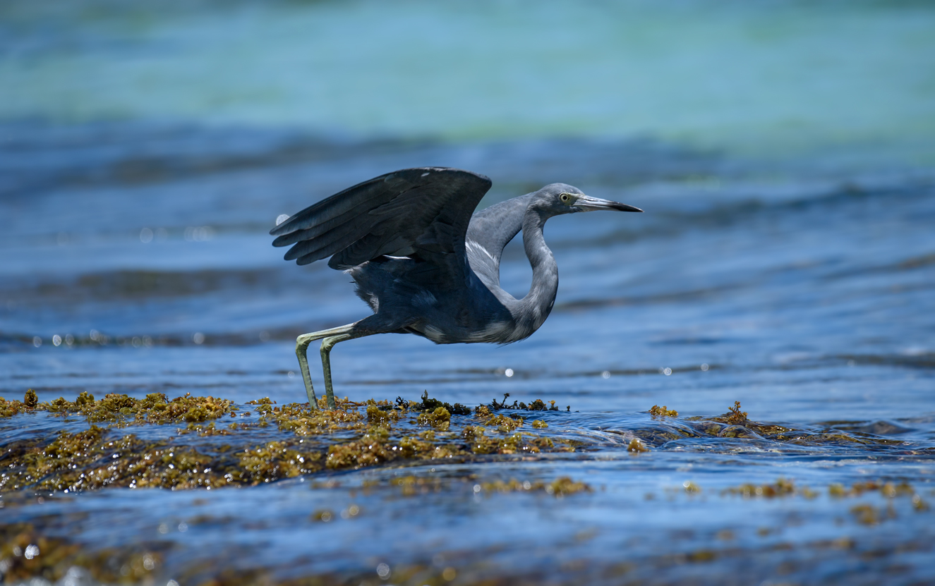 Little blue heron