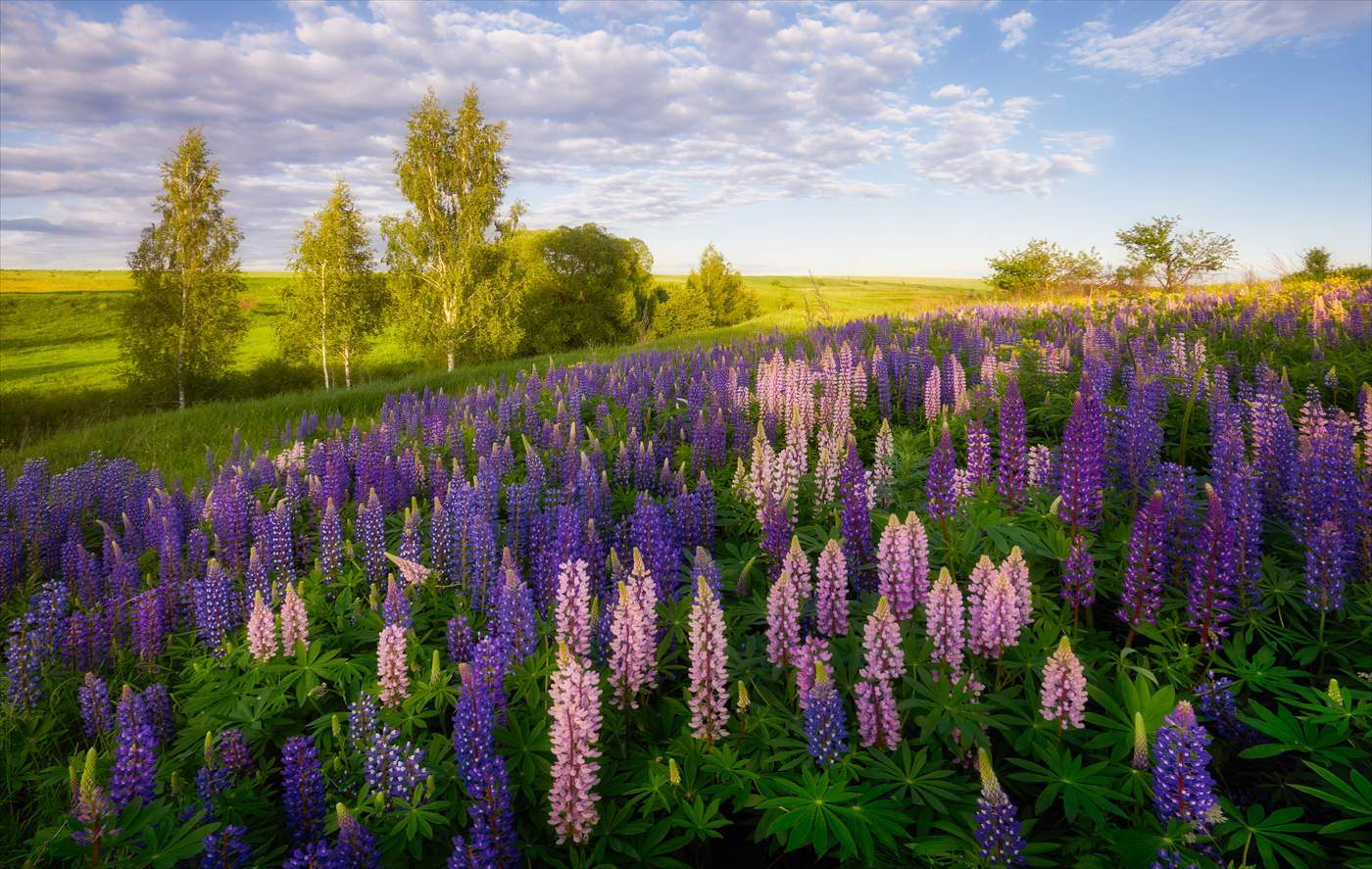Пейзаж с люпинами.
