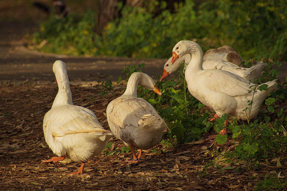 Неспешный разговор