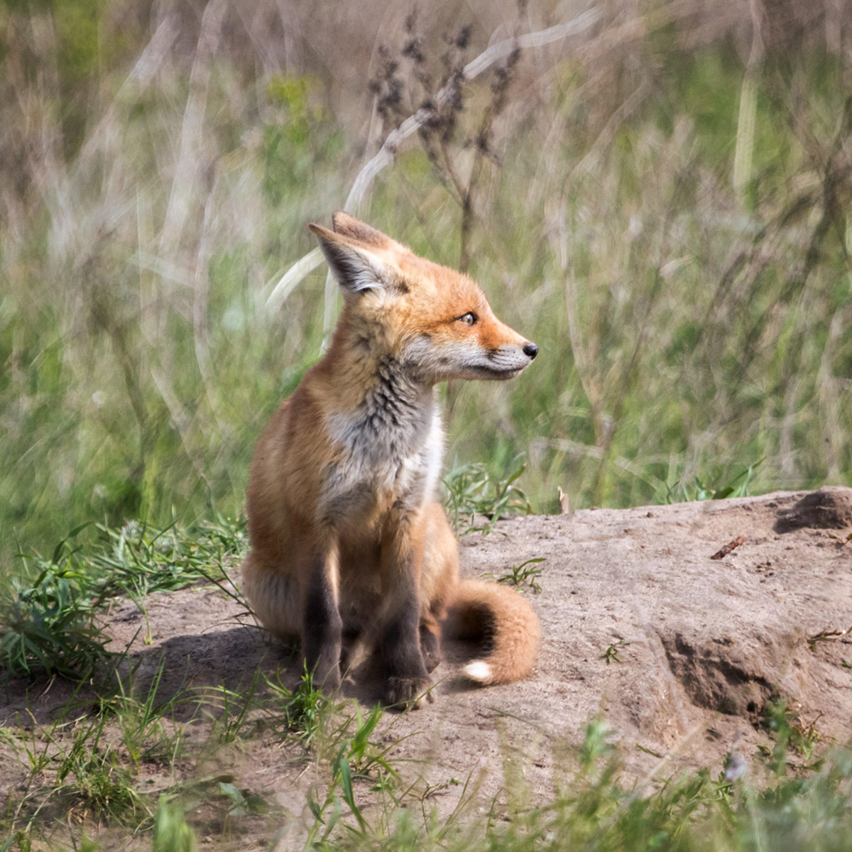 Зверёк жуликоватый