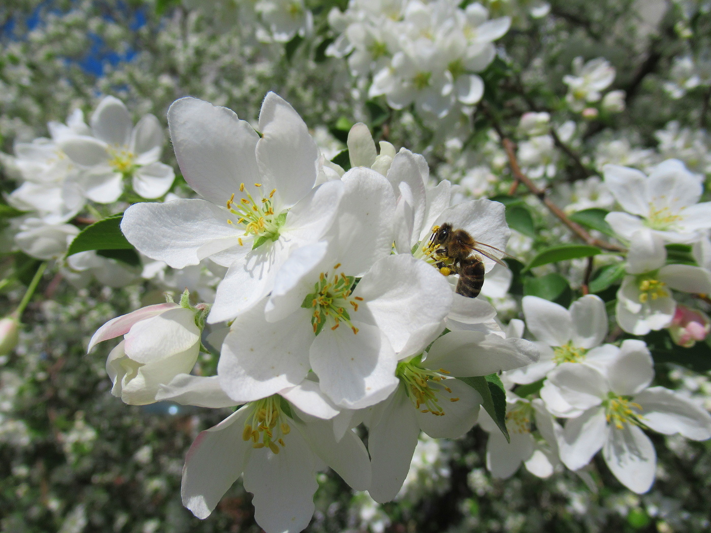 Весенняя пора - пчелинная страда!
