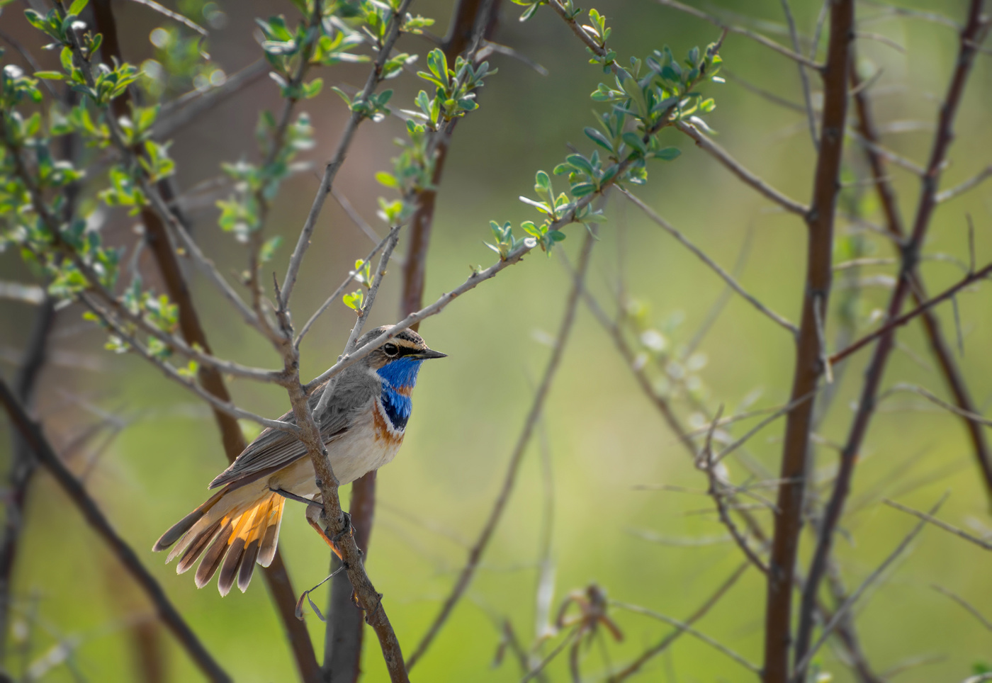 Варакушка..