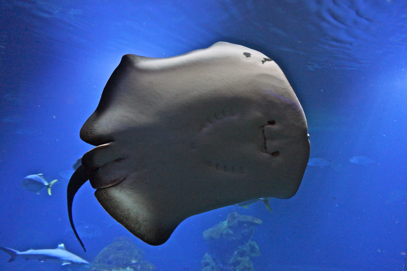 Наше вам...с хвостиком!