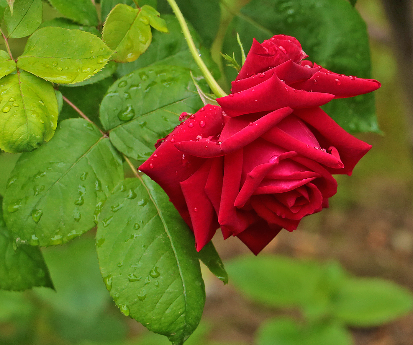 Склоняем голову пред памятью героев...