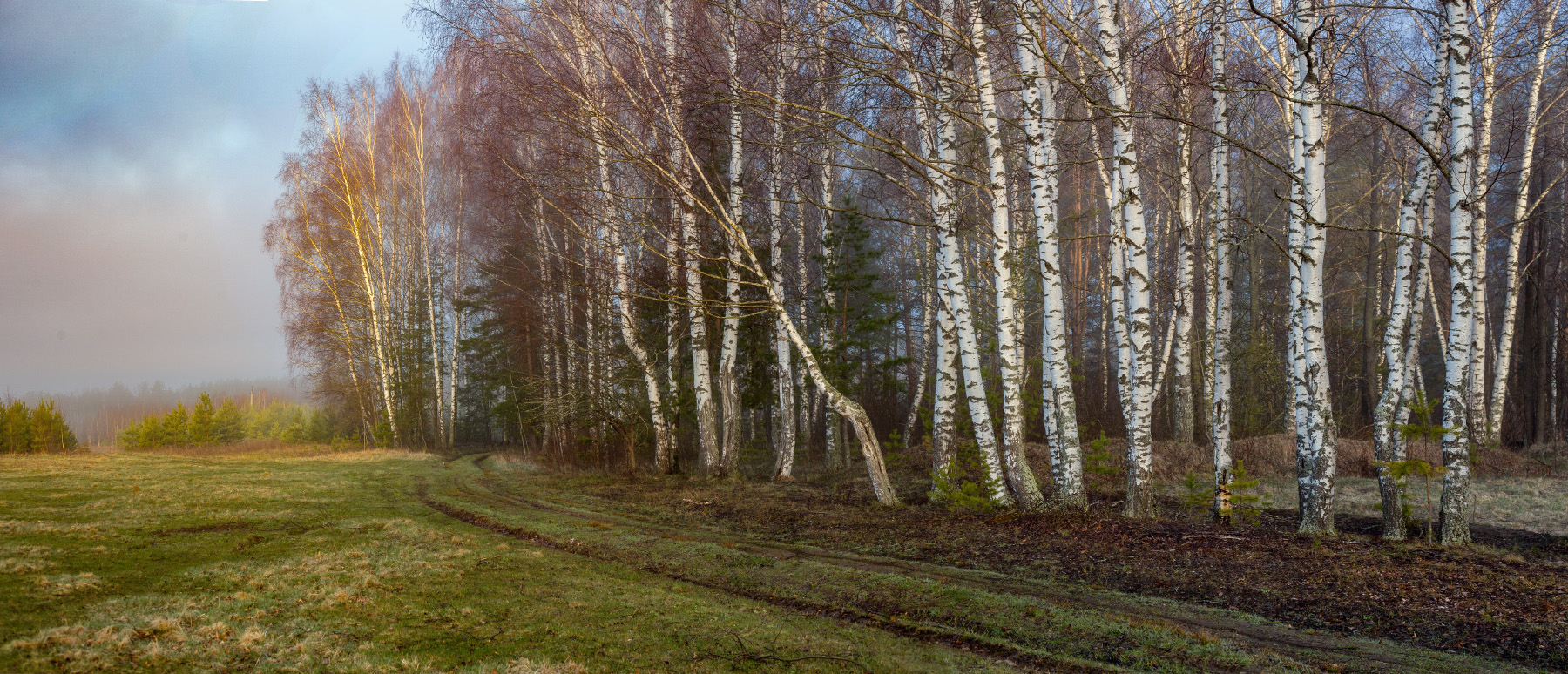 Эх, не в ряд все березоньки стоят