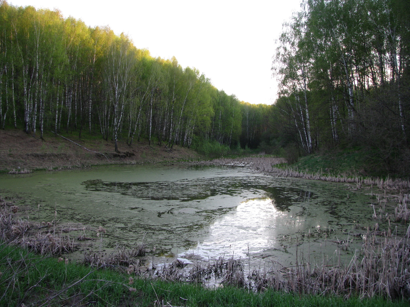 змеиное болото