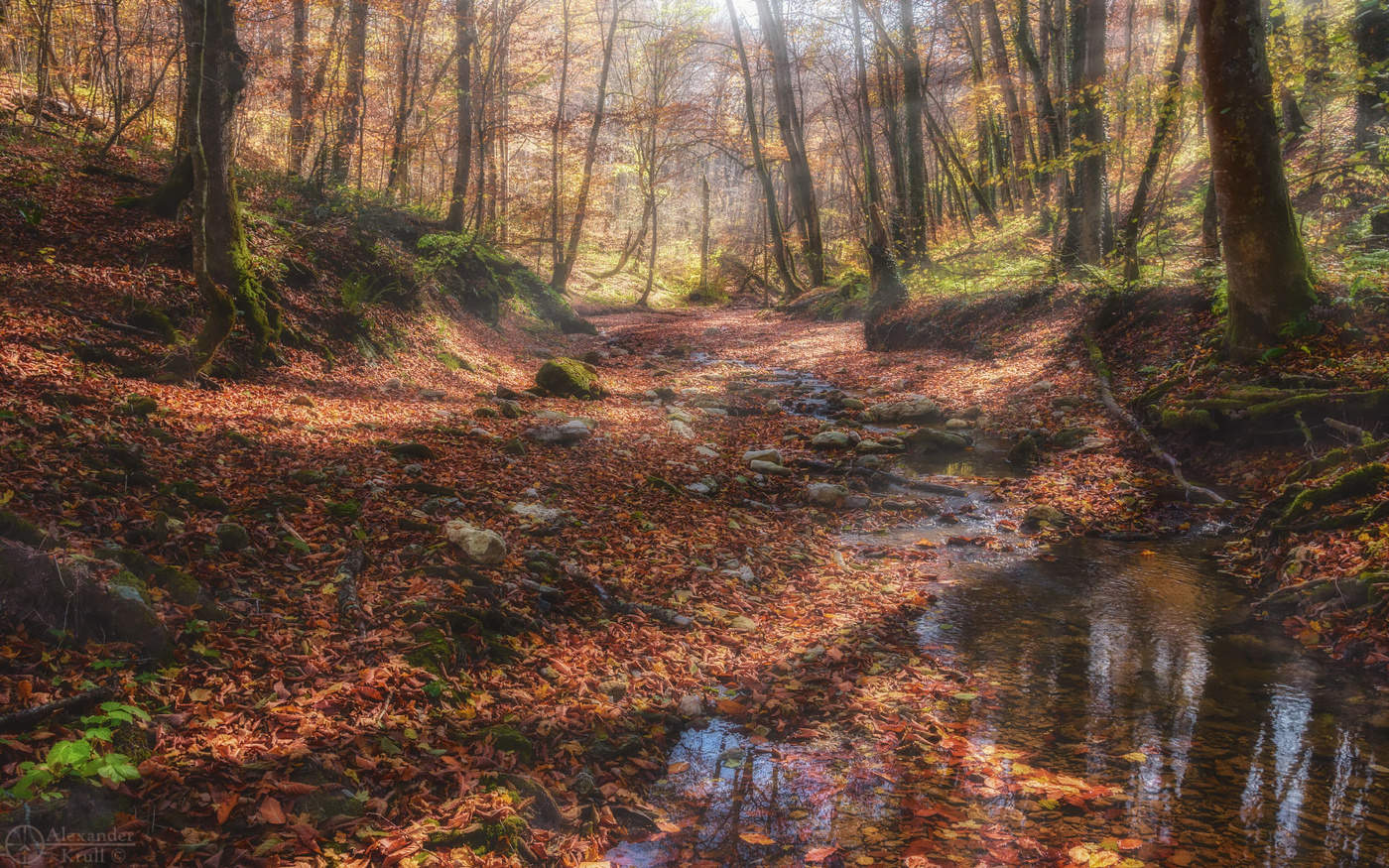 Утро на лесной авеню...