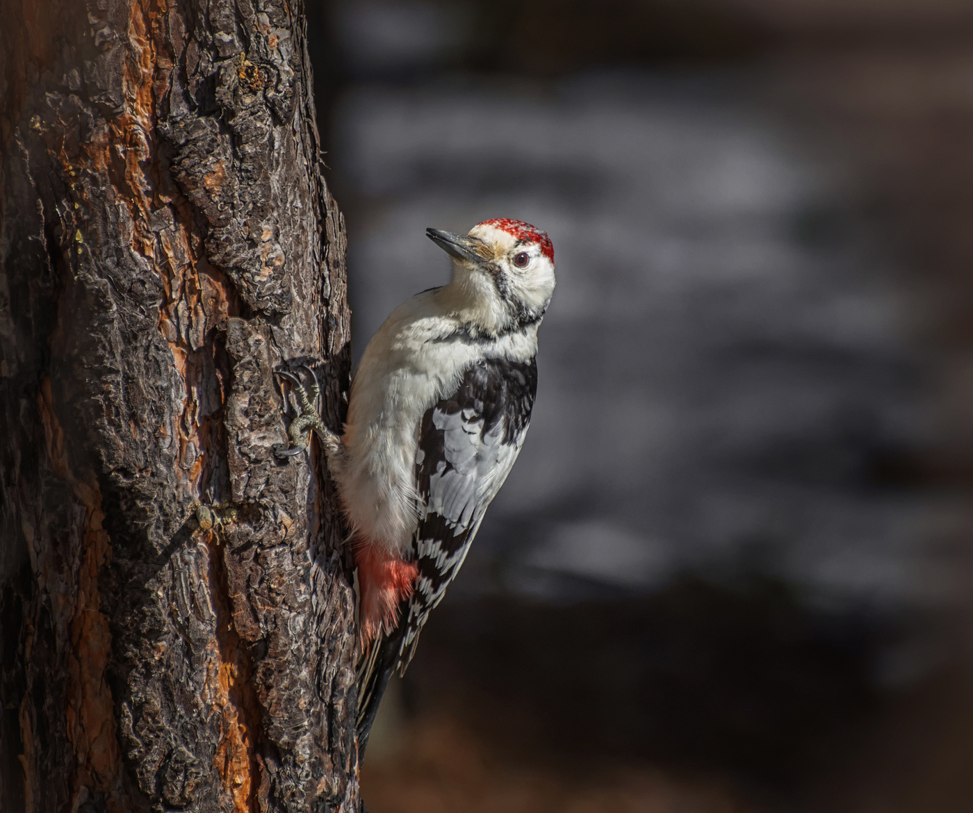 белоспинный дятел..
