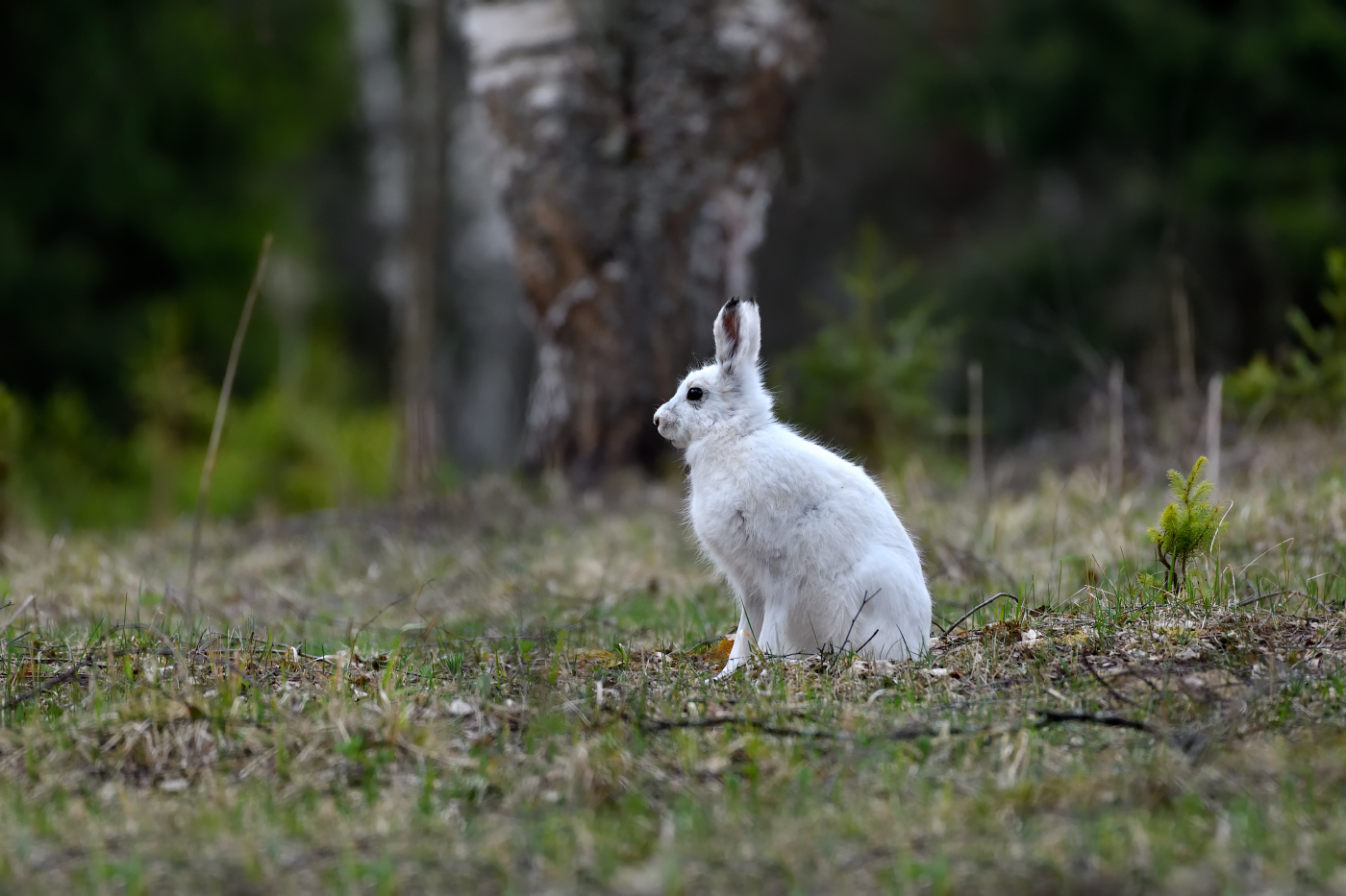 на весенней поляне