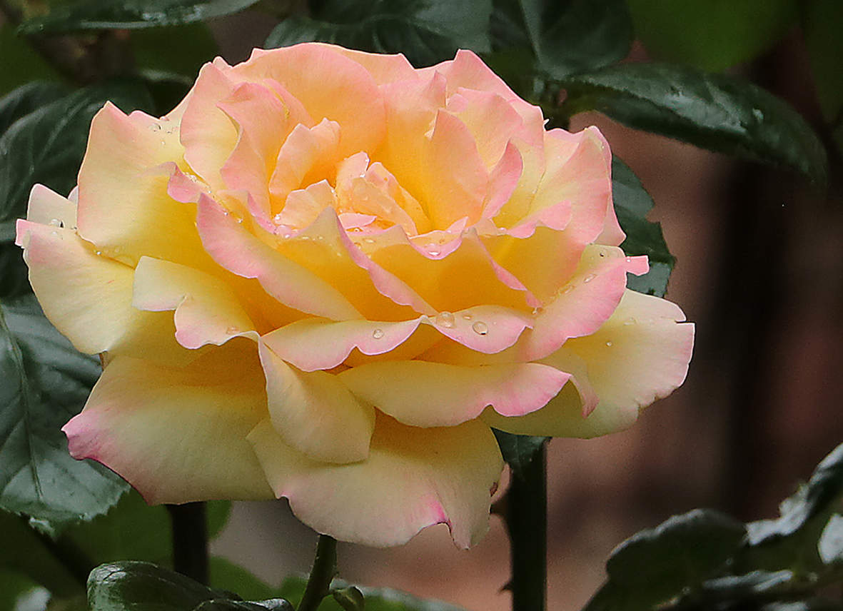 Умытая красавица