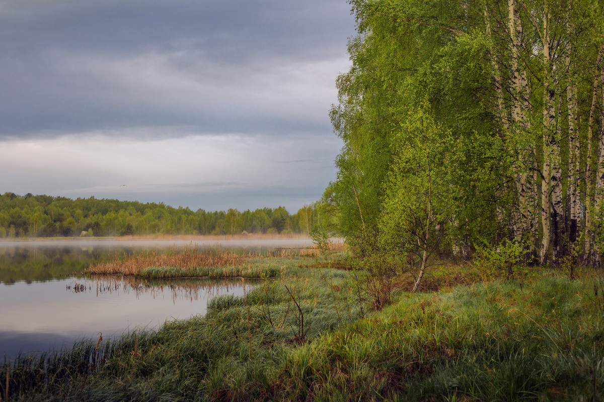 Утро, когда плотва нерестится