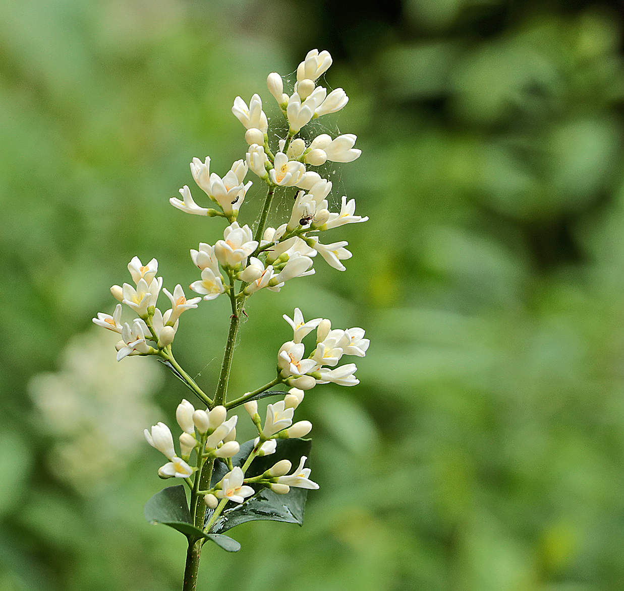 Цветы живой изгороди