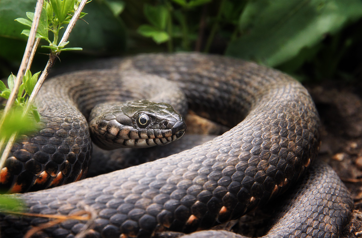 Режим повышенной готовности
