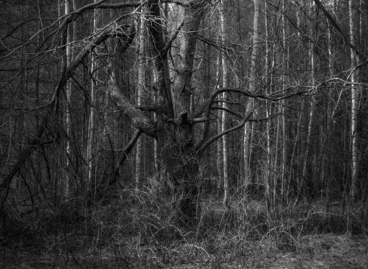 У гостях у Лешего