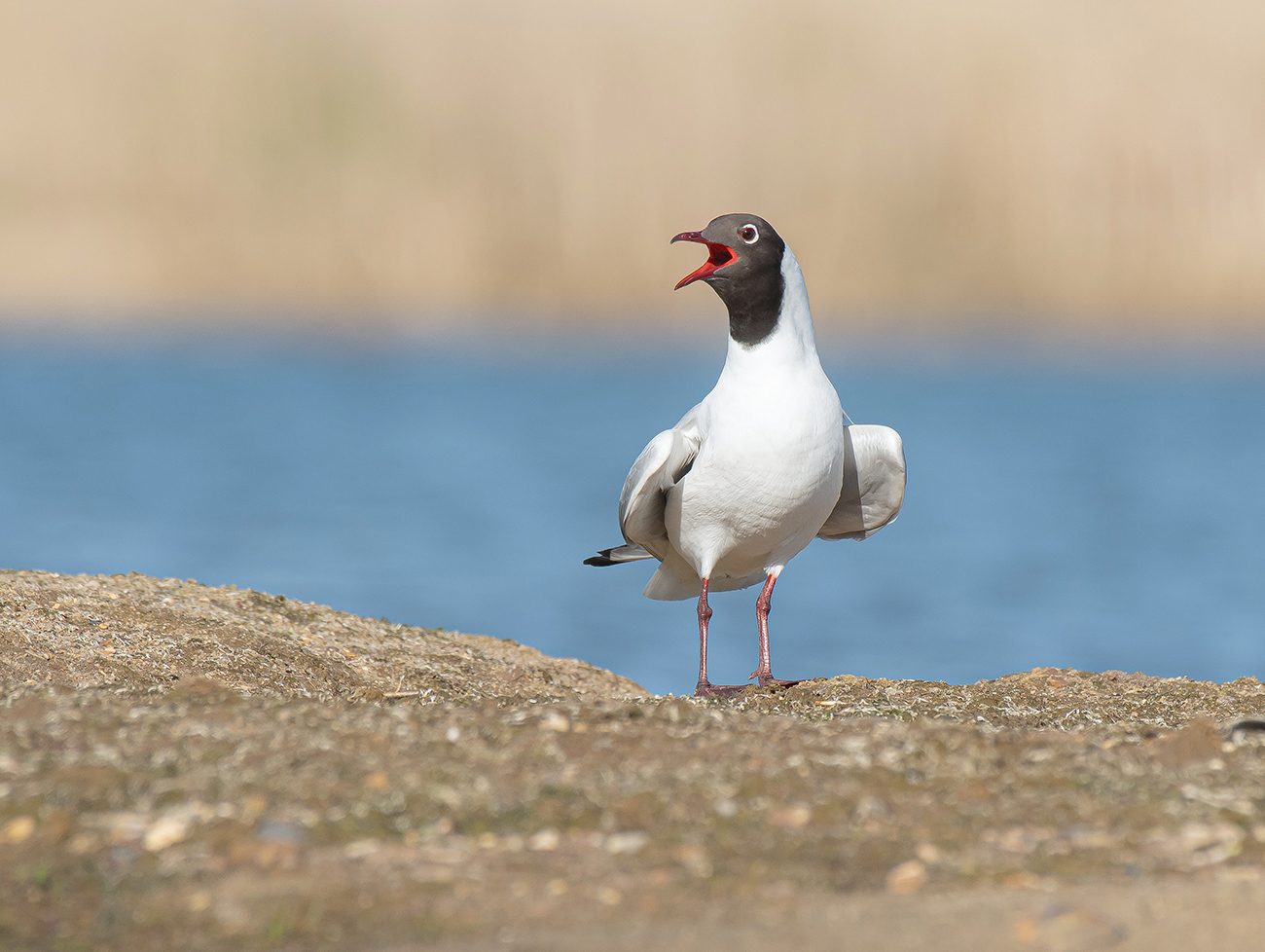 Озёрная чайка