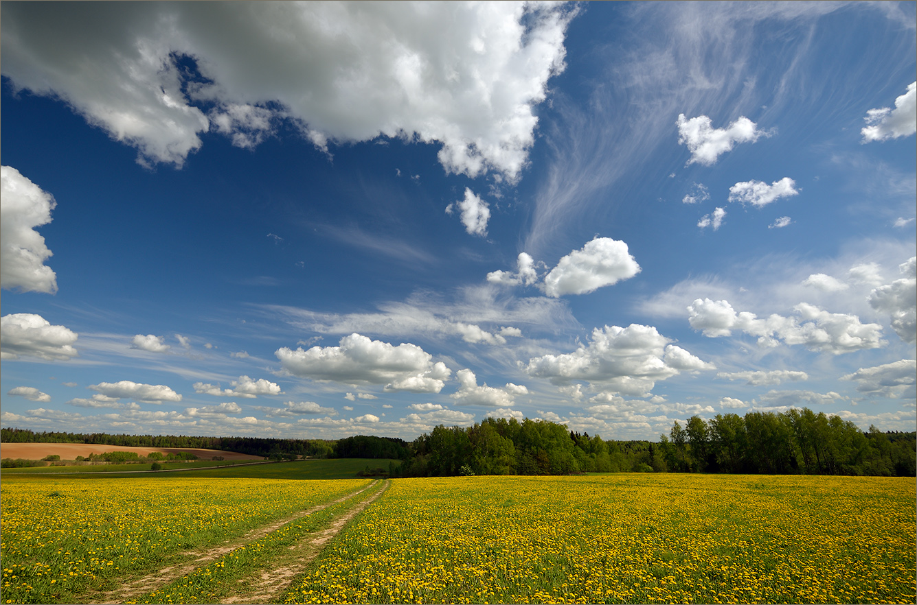 Одуванчиков пора