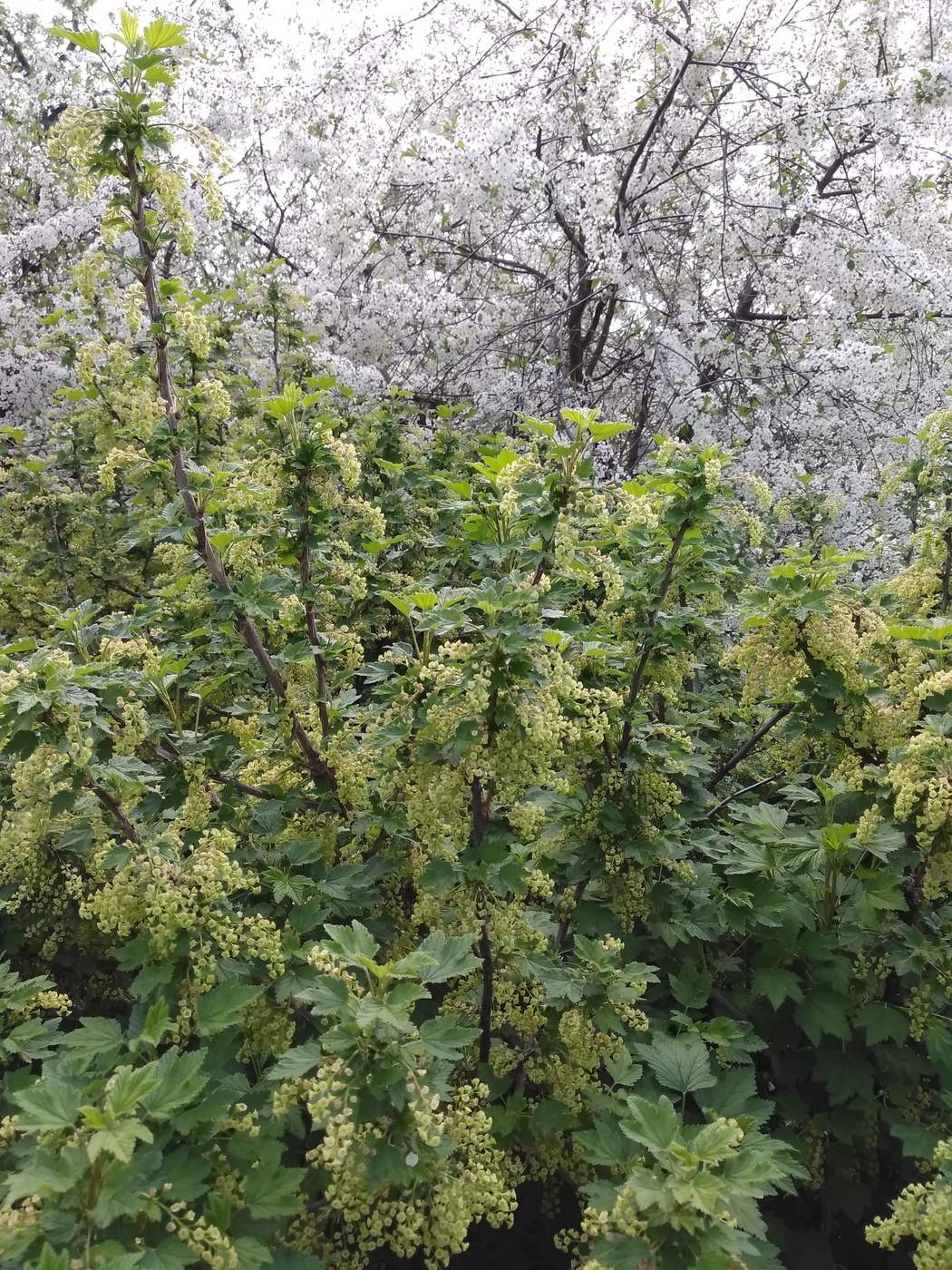 цветёт в саду смородина