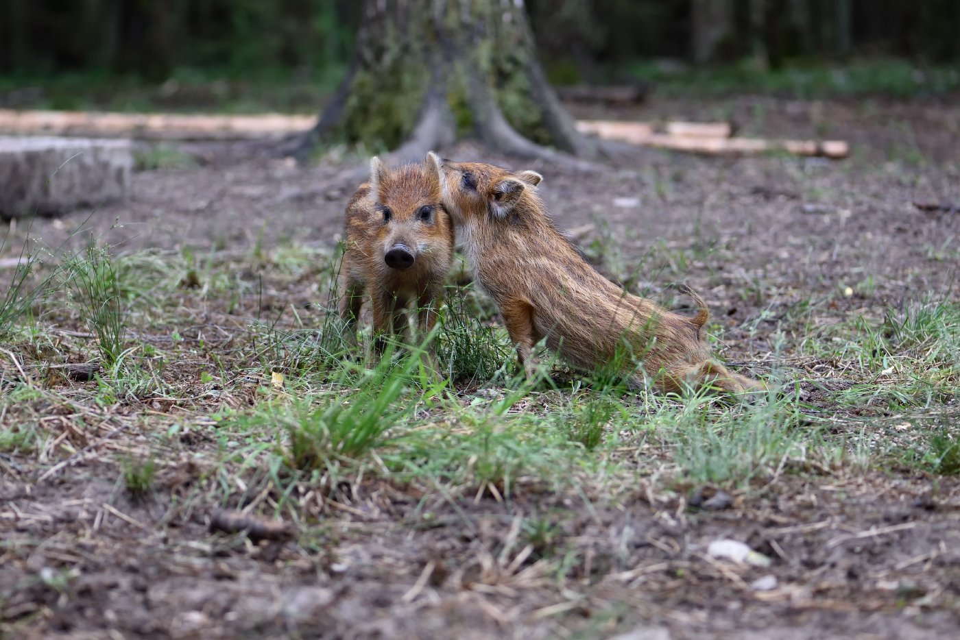 нежные чувства