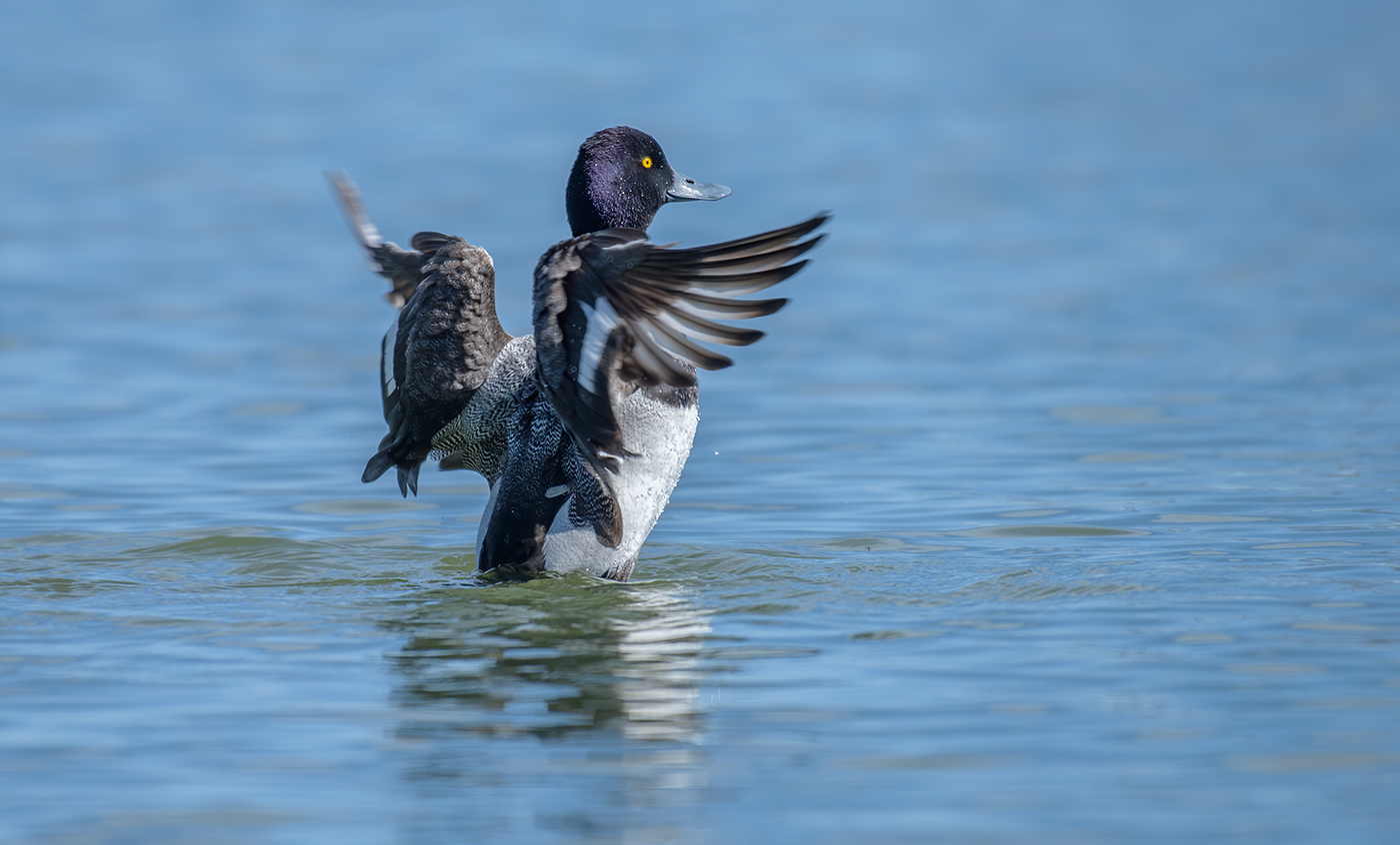 Lesser scaup (male)
