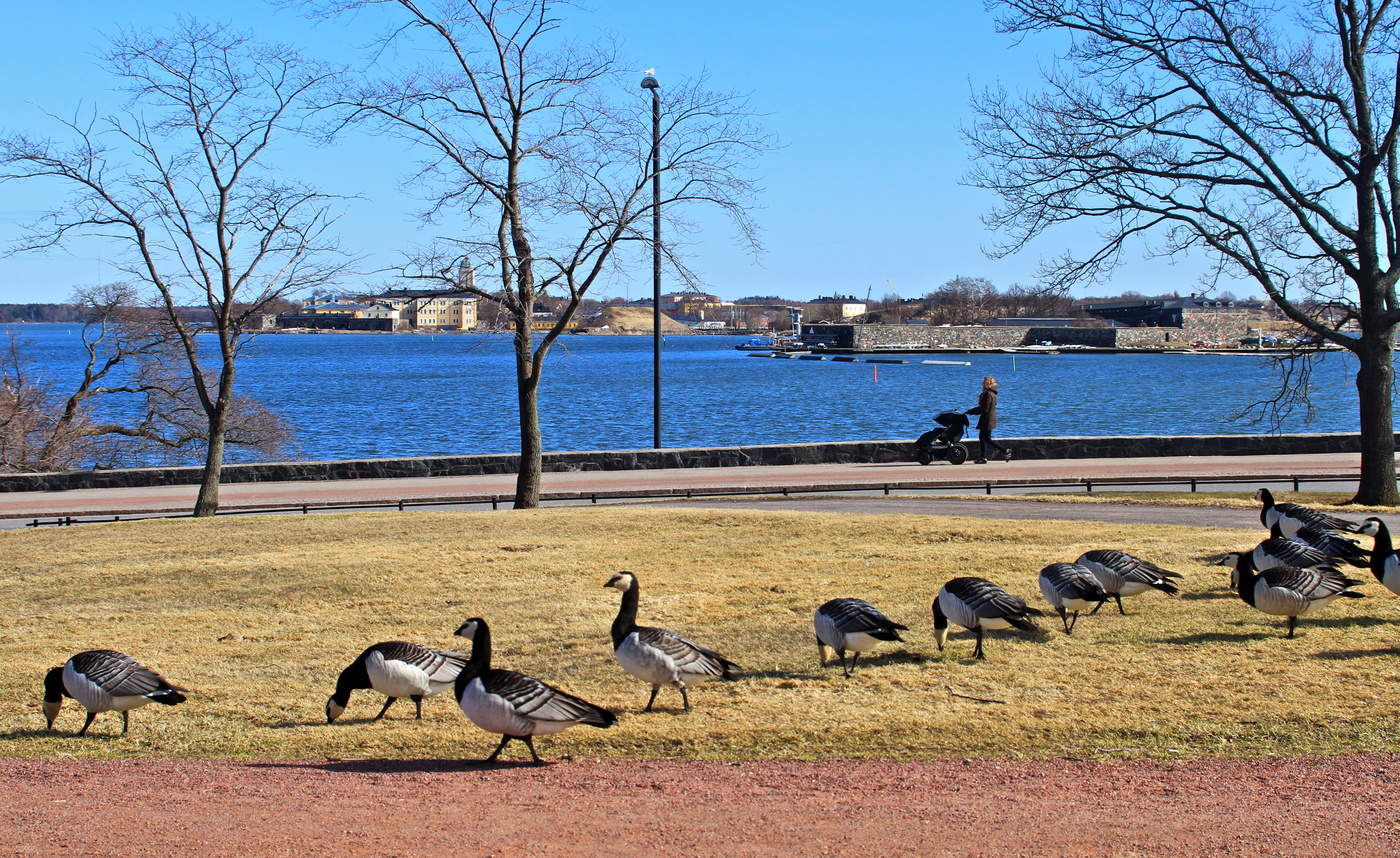 Гуси прилетели...