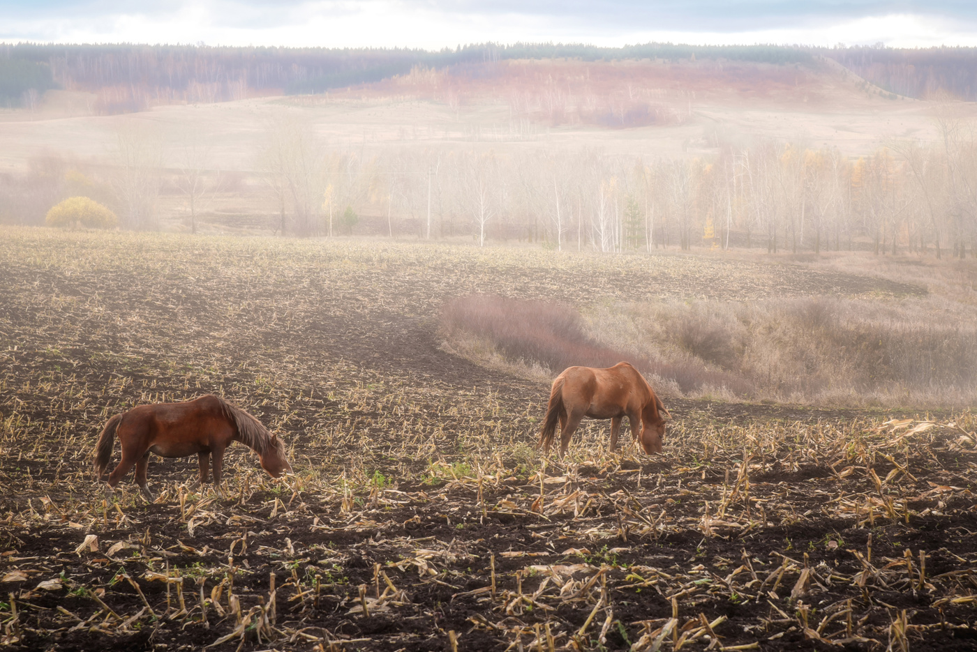 Утро туманное...