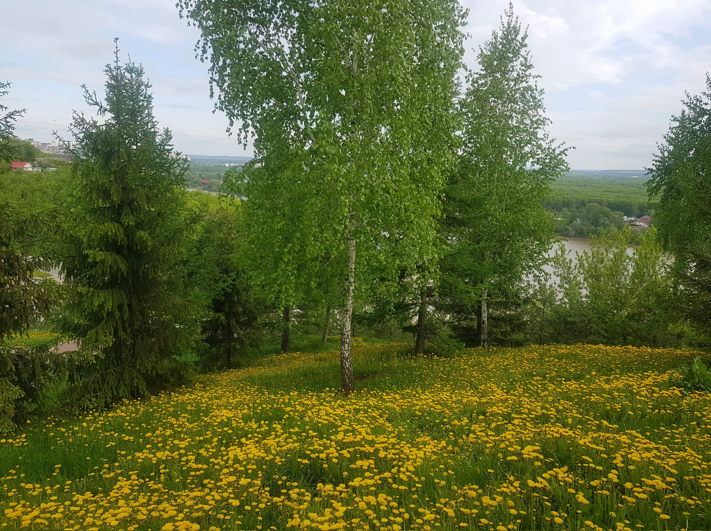 Одуванчики