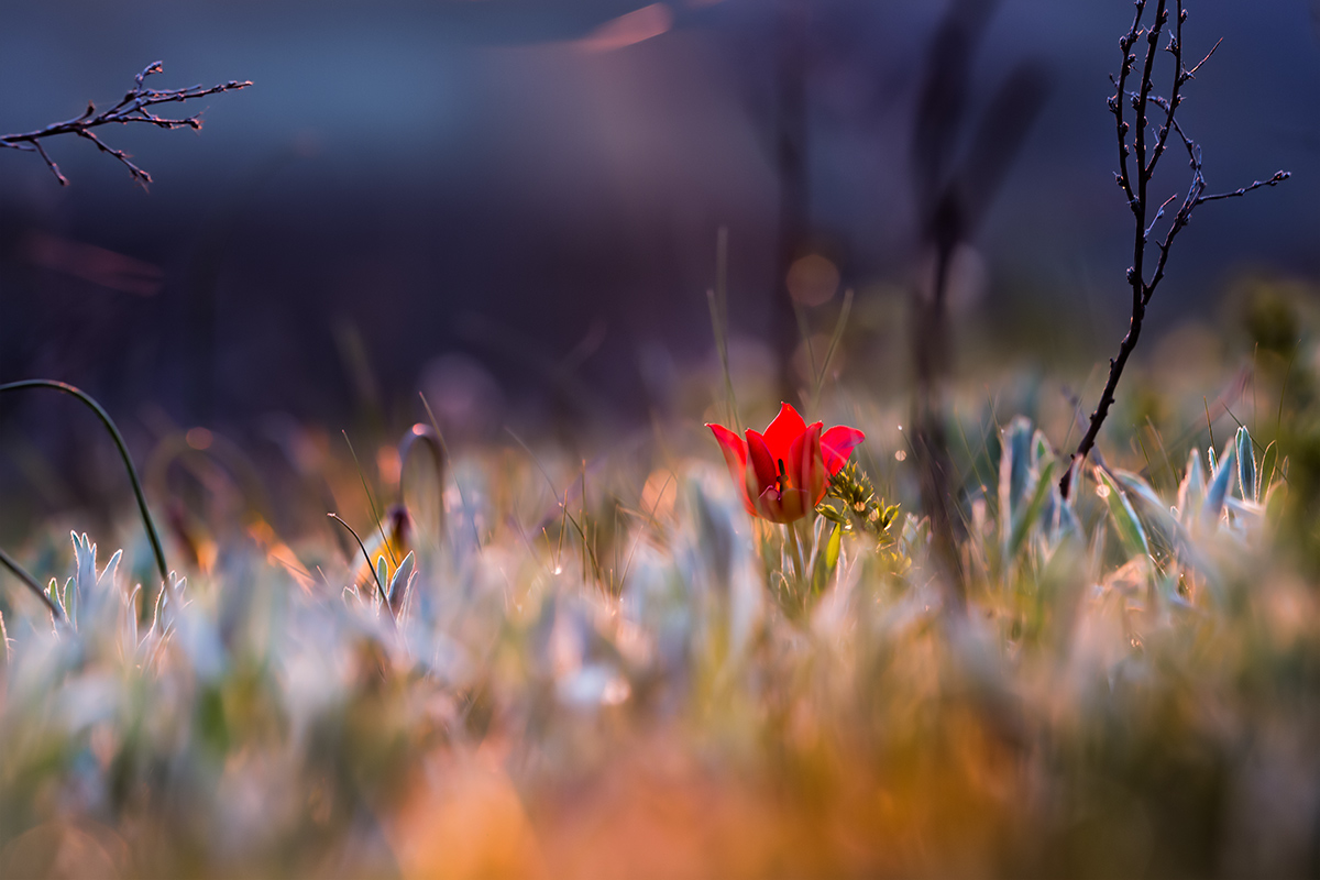 Степной огонек