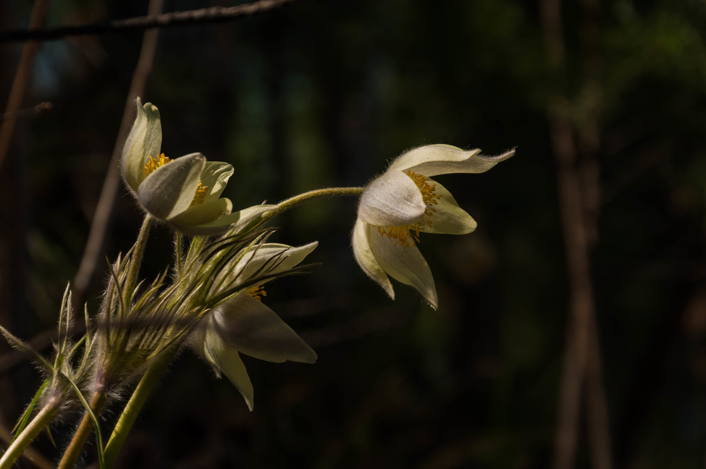 Сон-трава, весенний первоцвет.