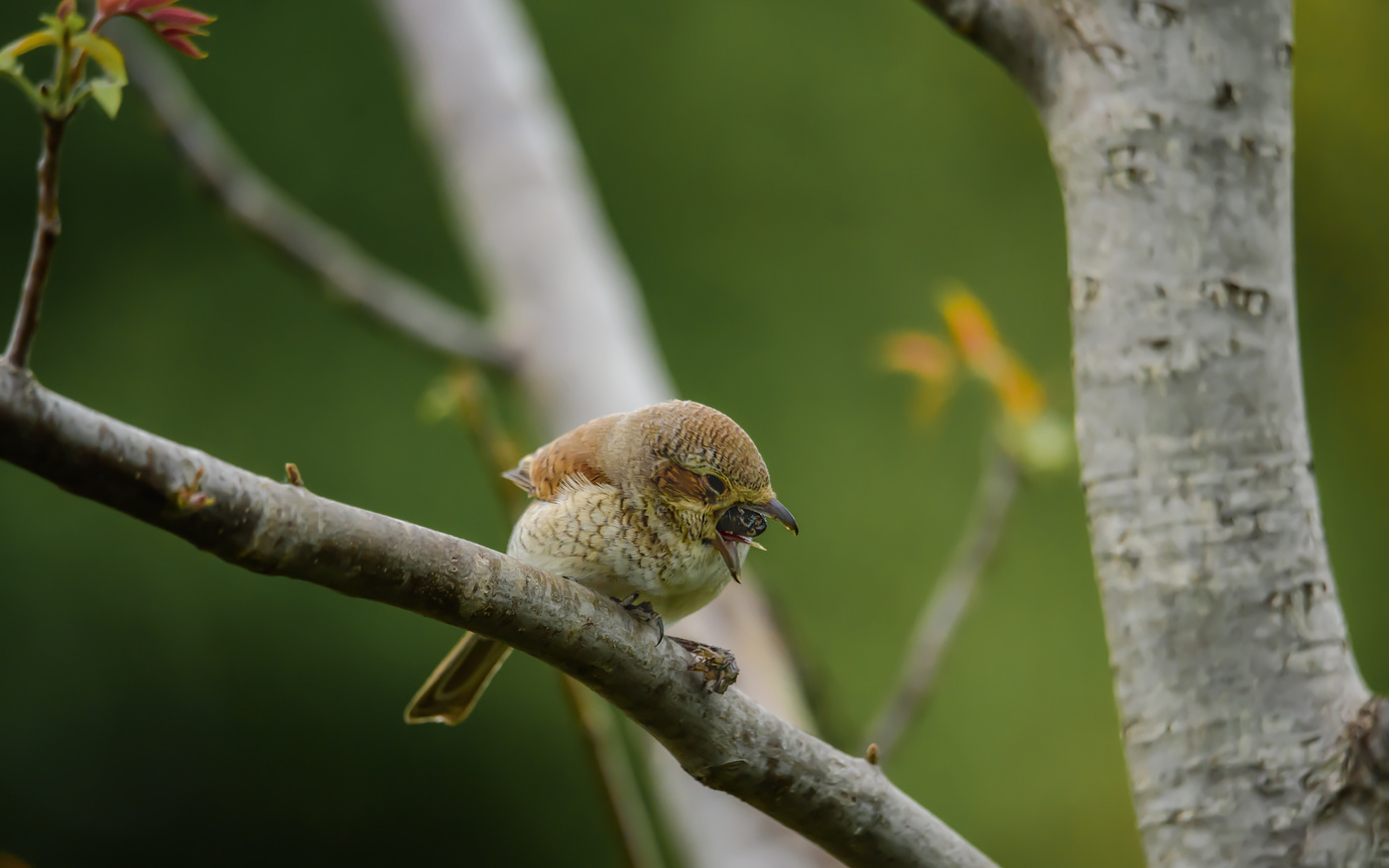 Каку съела...