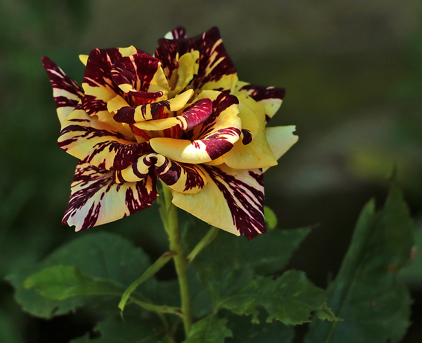 Абракадабра