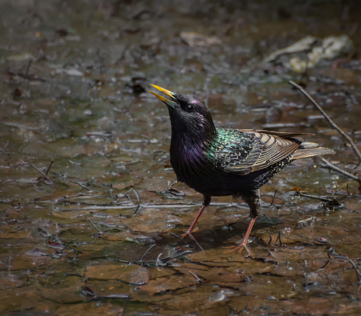 скворец пьёт воду..