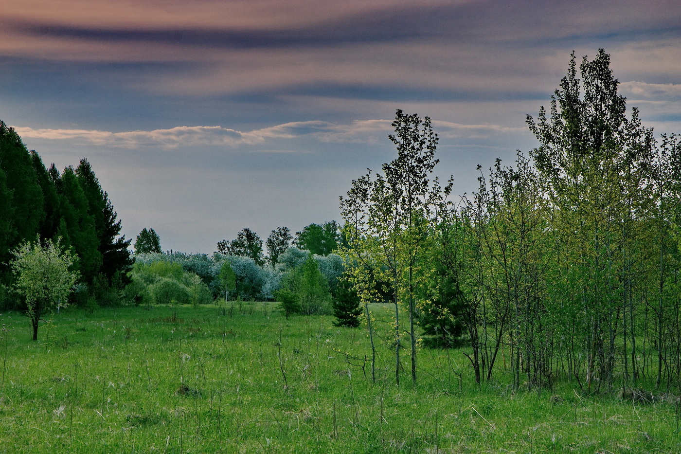 Когда цветёт черёмуха.