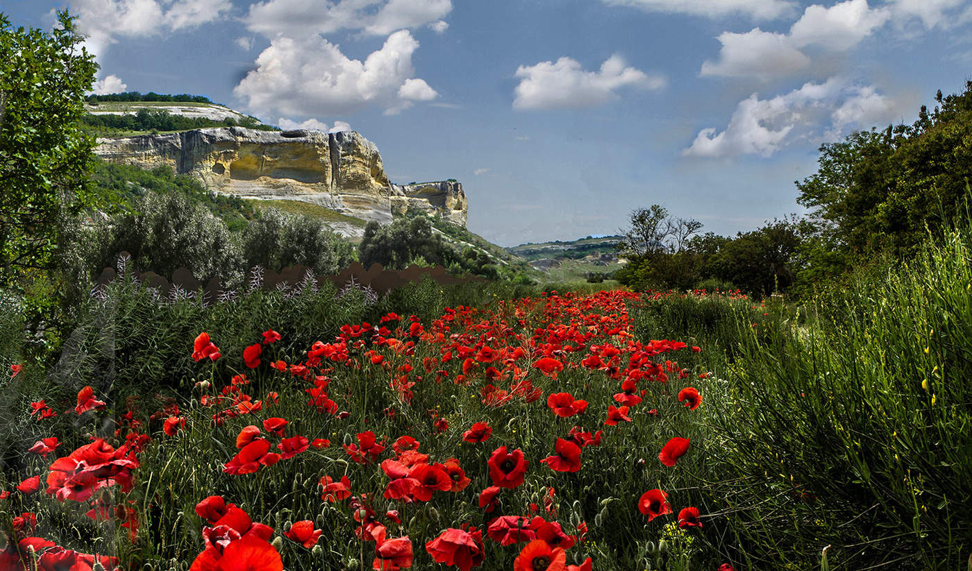 Маковая поляна