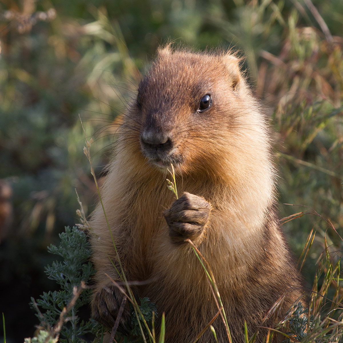 Легкий ужин