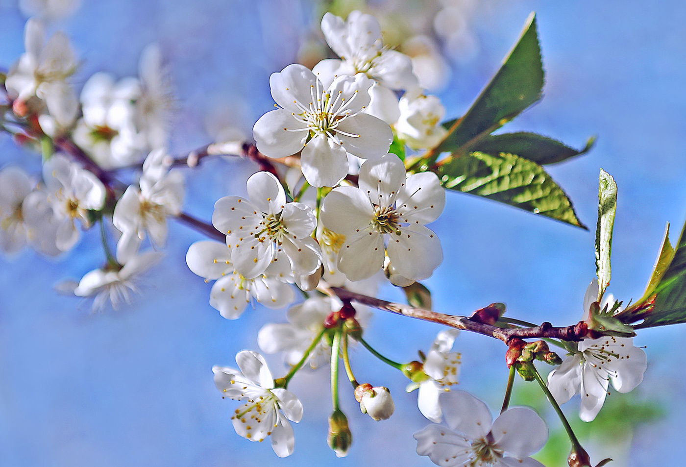Вишня в цвету.....