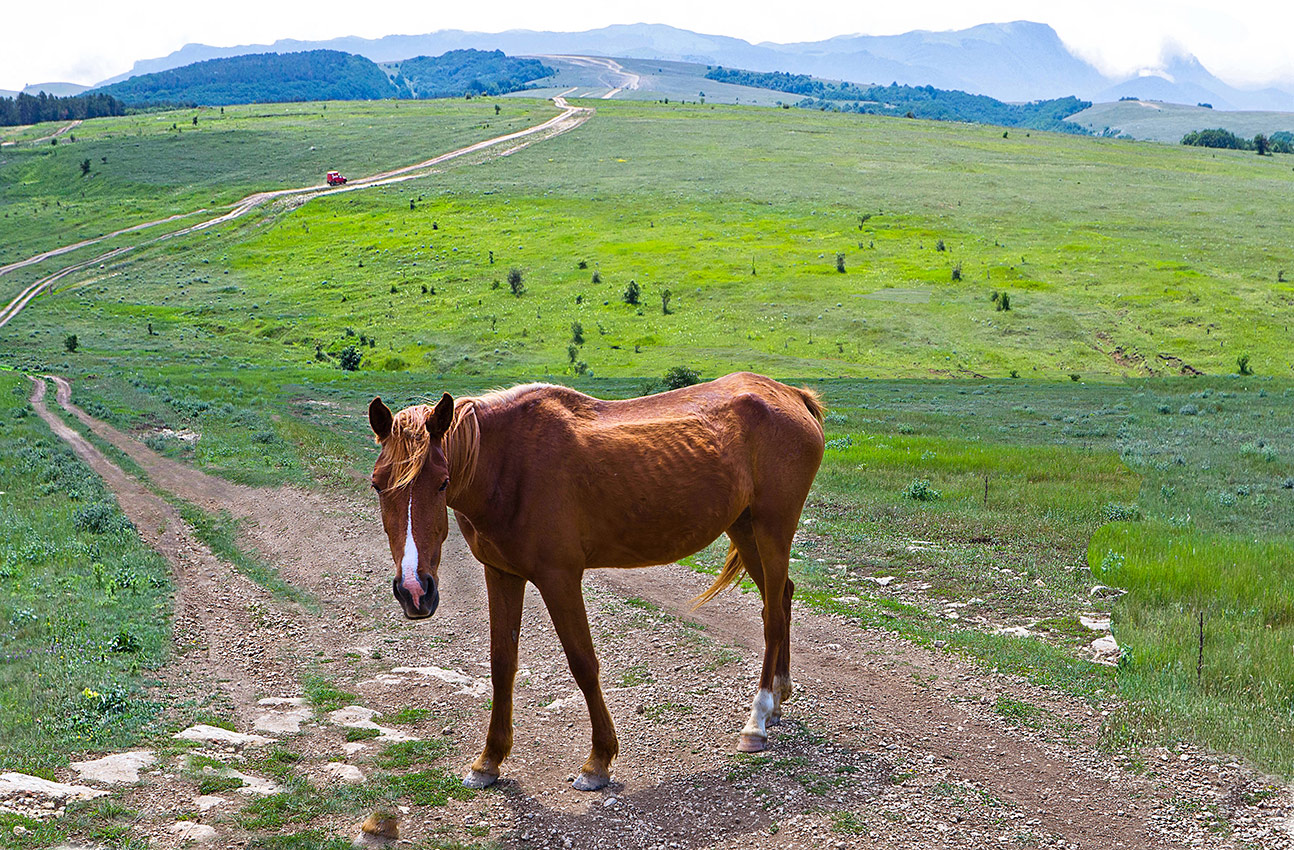 Проверки на дорогах