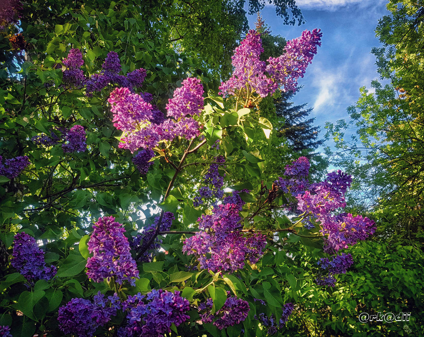 Расцвела сирень...)))