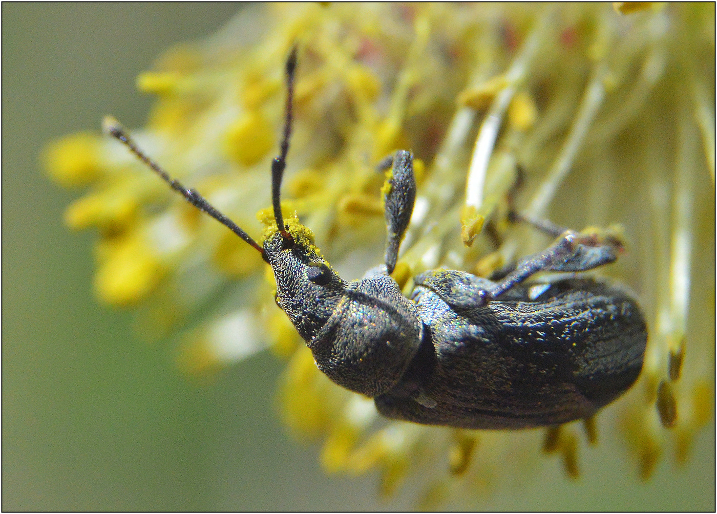 Долгоносик.