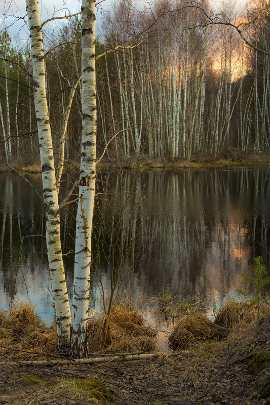 О двух березках на закате