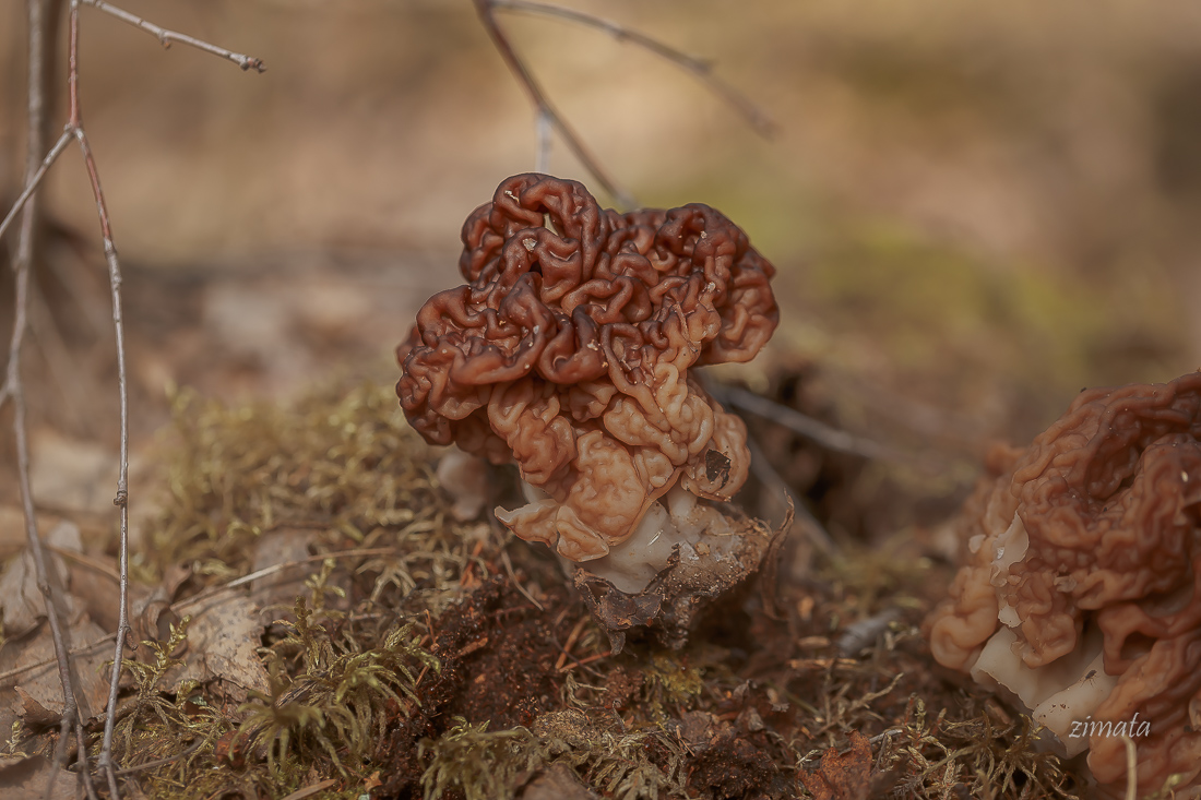 весенний подарок