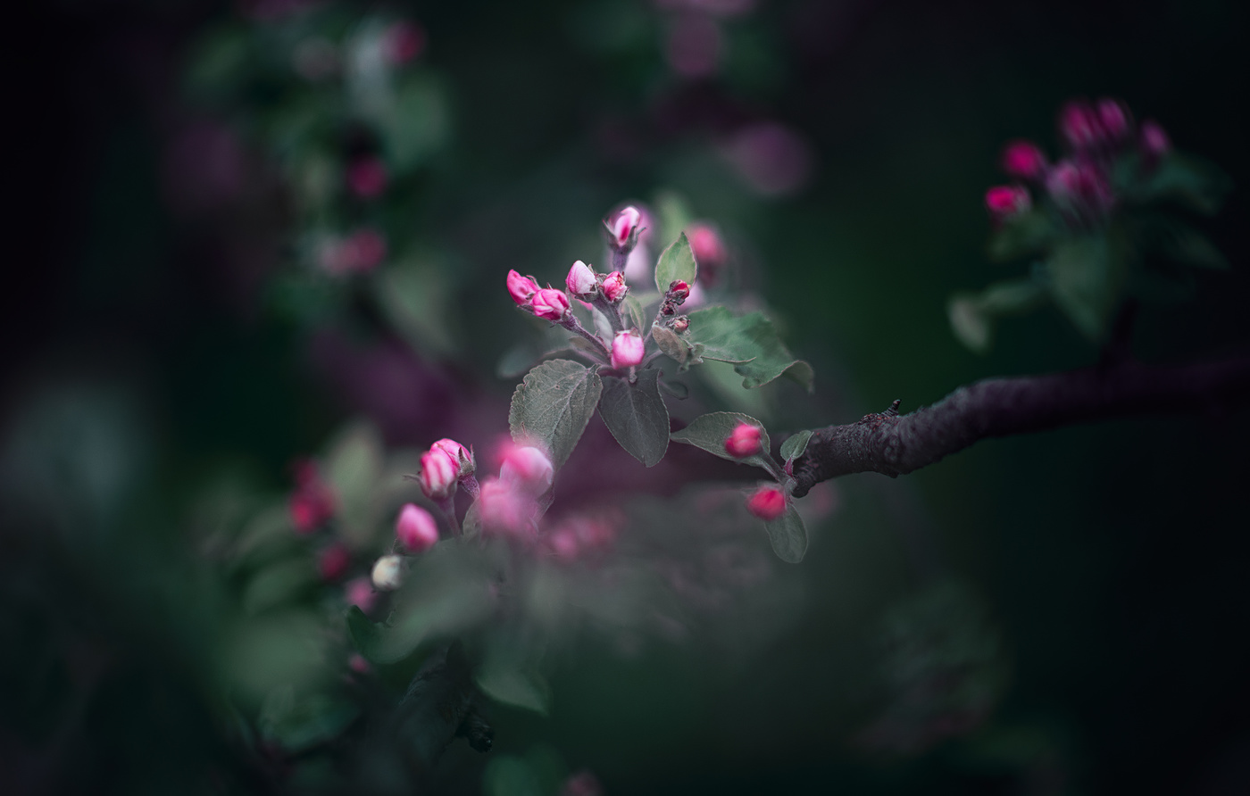 Начало цветения...