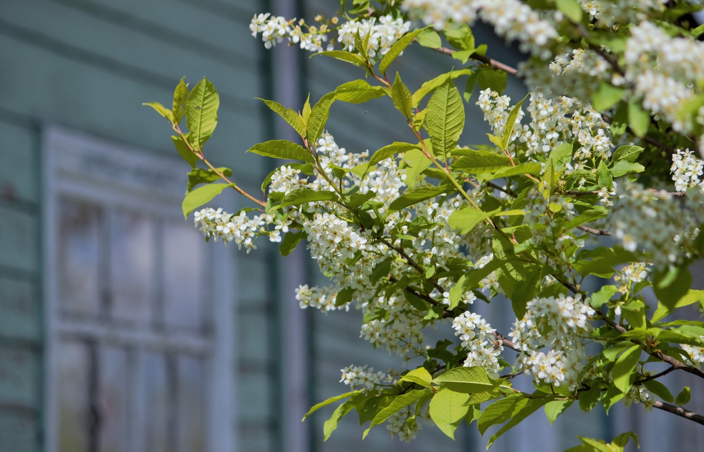 Сыплет черемуха снегом...