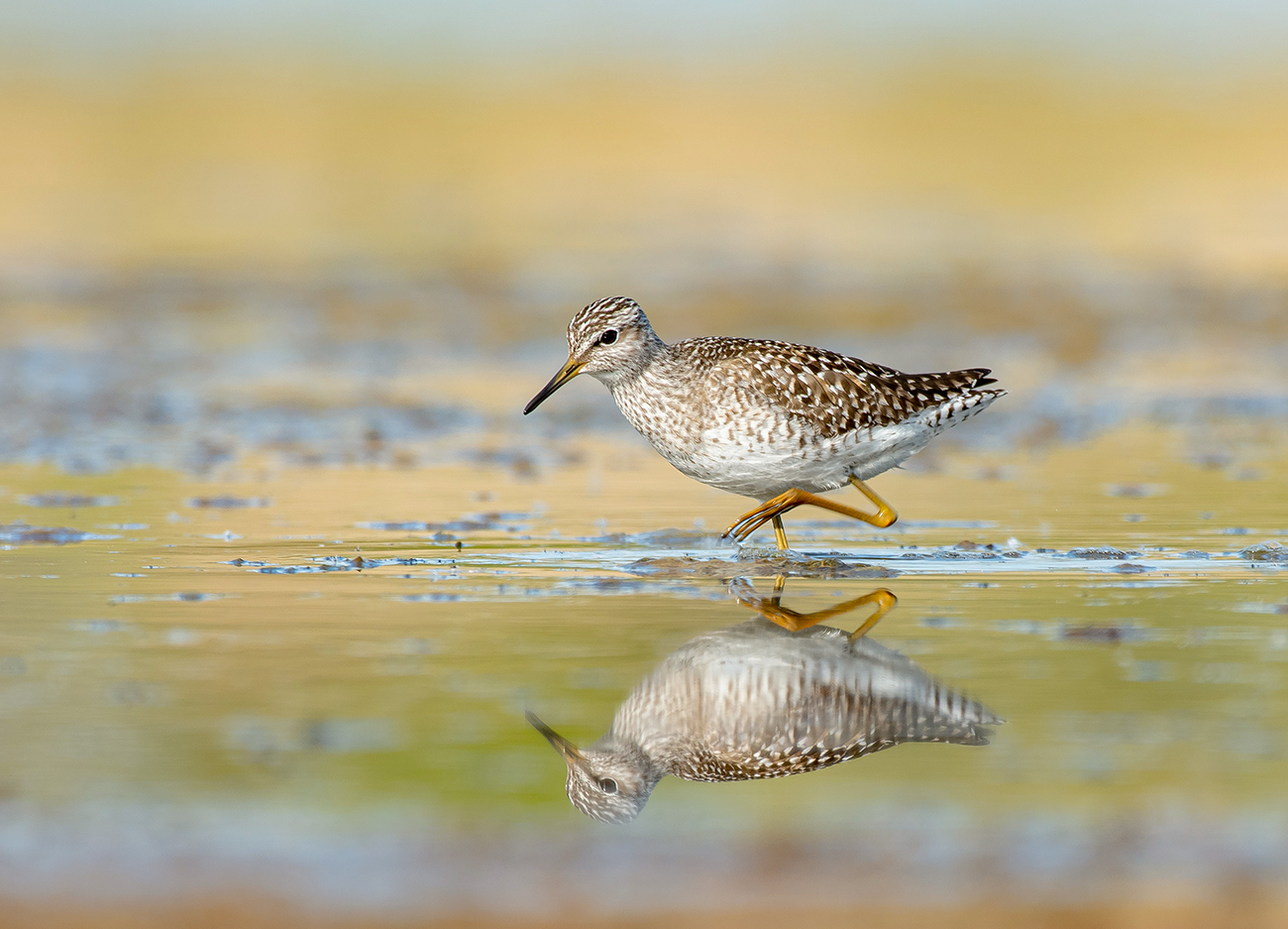 Фифи на прогулке