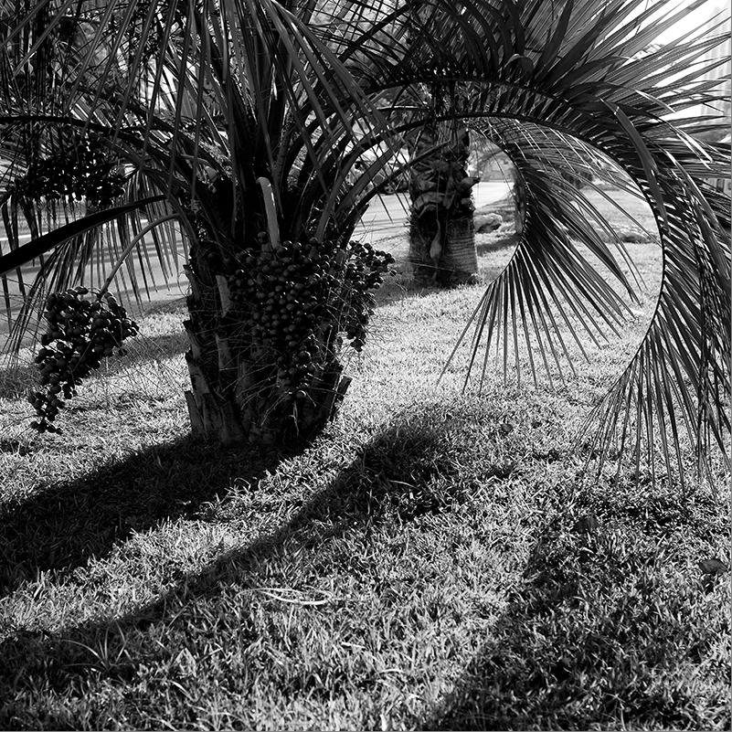 Взгляд из под пальмы