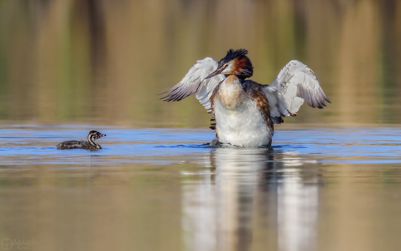 Делай как я, сынок...