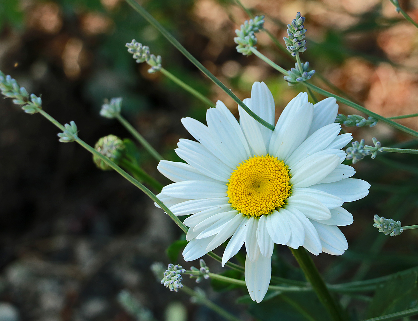 Майские зарисовки
