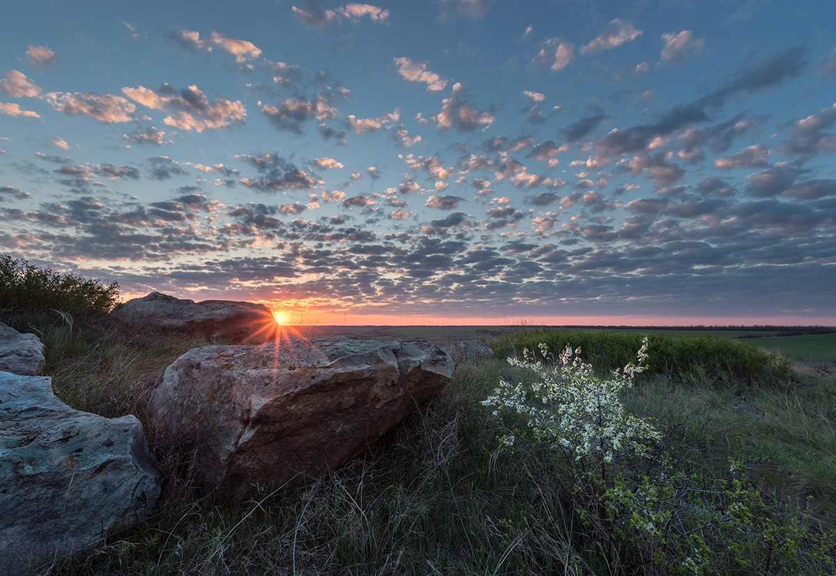Терновник зацвел