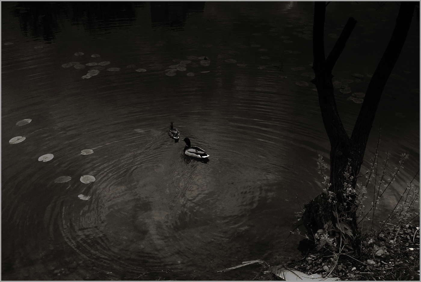 В тихом омуте